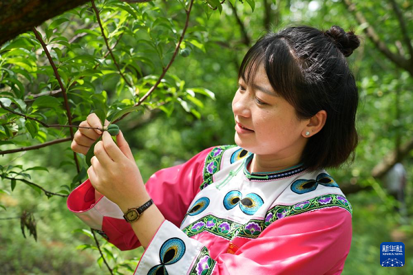 全國(guó)人大代表盧丹：為鄉(xiāng)村振興提供“甜蜜力量”